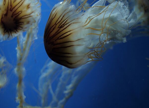 Перемещения медуз могут сказываться на климате планеты - ученые
