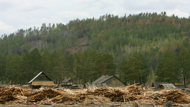 Ежегодно в России незаконно вырубают до 20 млн кубометров леса 