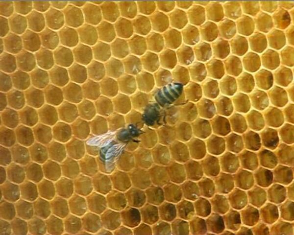 Пчелиное шоу За стеклом в Кузьминках набирает популярность