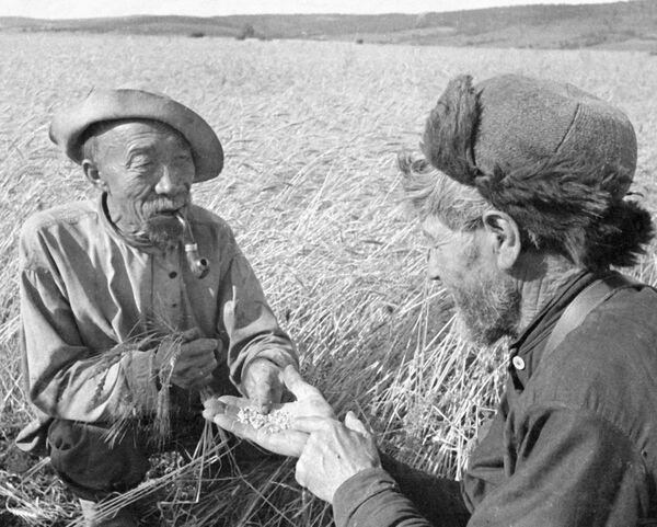 Старейшины колхоза определяют качество зерна. Архив