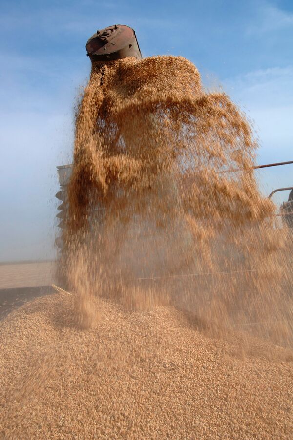 Уборка урожая риса на Кубани