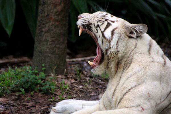 Белый тигр стал Зоомистером-2010 в Екатеринбургском зоопарке