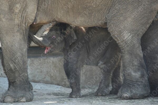 Детеныш азиатского слона во время прогулки в Московском зоопарке