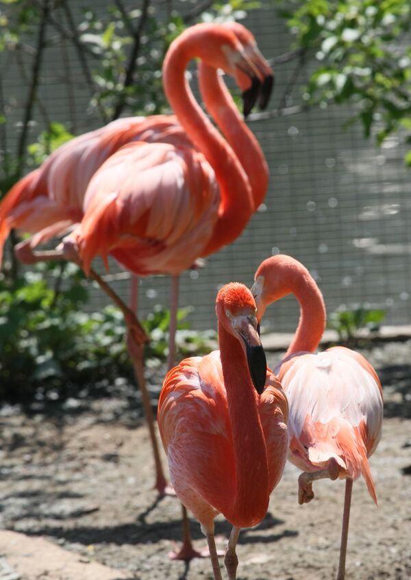 Розовые и красные фламинго в Московском зоопарке