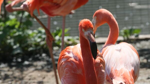Розовые и красные фламинго в Московском зоопарке