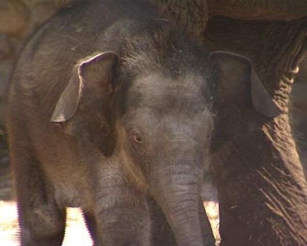 Новорожденный слоненок делает первые шаги в Московском зоопарке