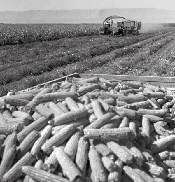 Уборка кукурузы в колхозе Москва