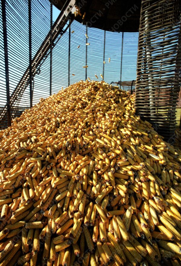Урожай кукурузы