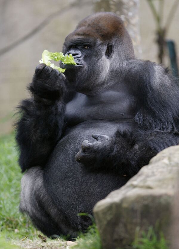 Зоопарк в Огайо празднует 53-летие самой пожилой гориллы