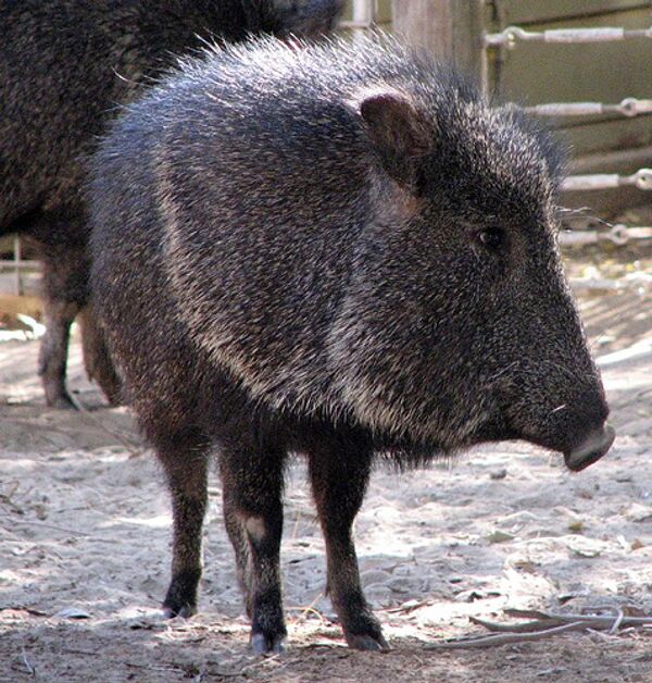 Белохвостый гну и мускусная свинья родились в Московском зоопарке