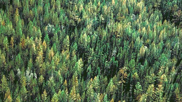 Экологическая угроза нависла над таежными лесами