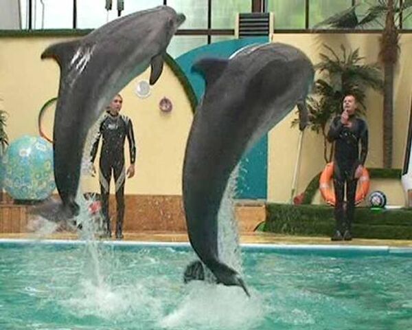 Новоселы ростовского дельфинария демонстрируют чудеса акробатики