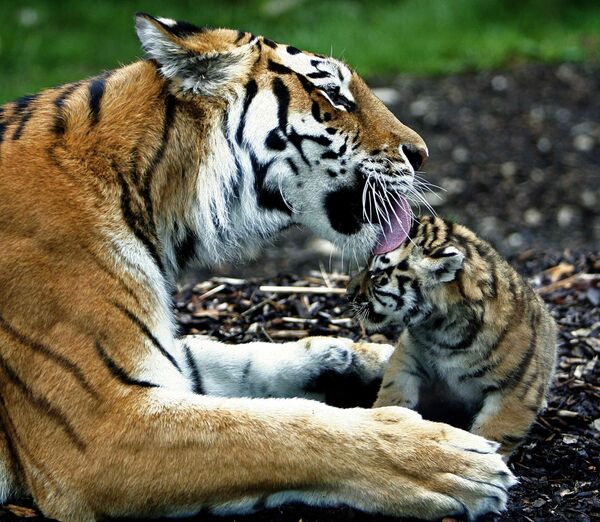 WWF России обеспокоен возможностью заражения тигров в Приморье чумой