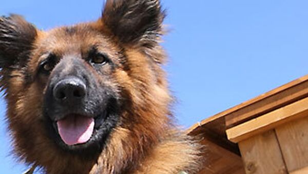Испанский пес-сапер удостоился медали ООН за заслуги в Ливане
