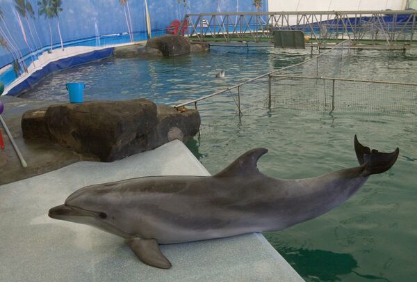 Выступление дельфинов в дельфинарии Московского Зоопарка