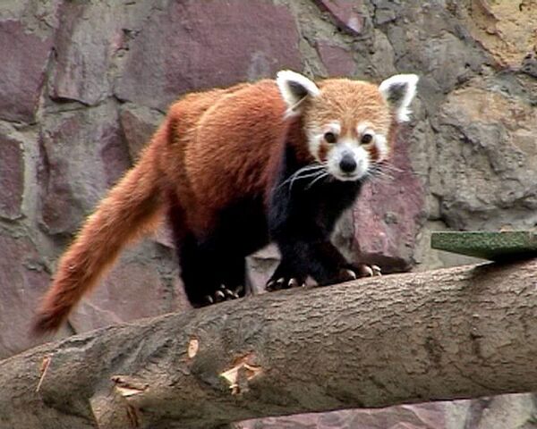 Красные панды поселились в Московском зоопарке 