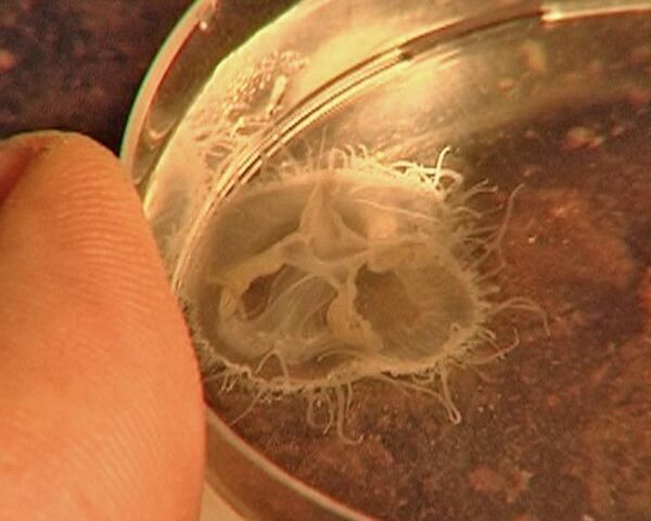 Экологическая катастрофа или удача: в Подмосковье завелись медузы