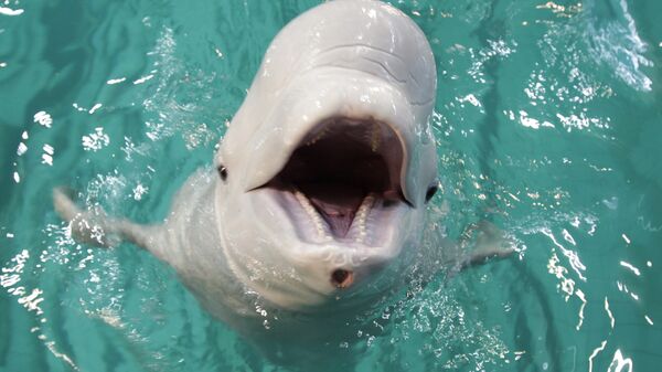 Белый дельфин - белуха. Архив