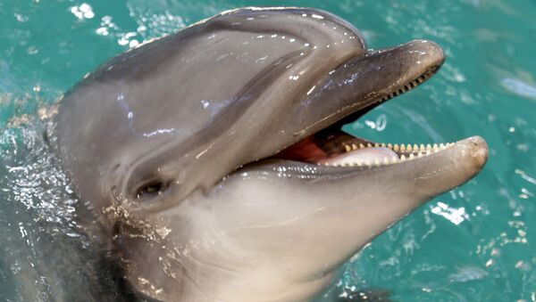 Дельфин афалин, архивное фото