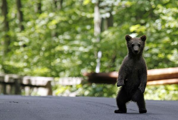 Медведица в заповеднике Камчатки усыновила чужого медвежонка