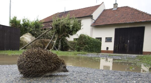 Ежик на одной из улиц города Jesenik nad Odrou, пострадавшего от наводнения, в Чехии