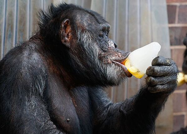 Шимпанзе в зоопарке Честера