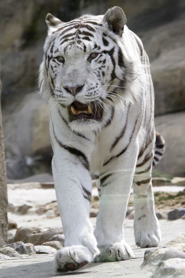 Белая тигрица погибла в схватке с двумя львами в зоопарке в Чехии