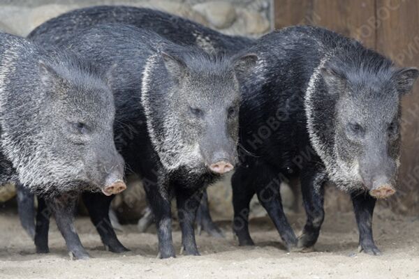 Мускусные свиньи в Московском зоопарке