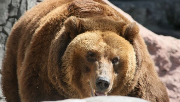 правила охоты на медведя в россии