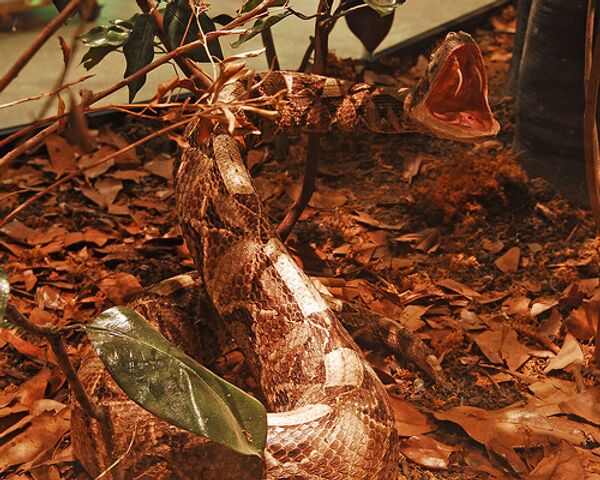 Самая клыкастая гадюка впервые дала потомство в Московском зоопарке