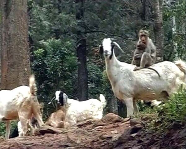 Обезьяна-пастух управляет стадом из 75 коз  