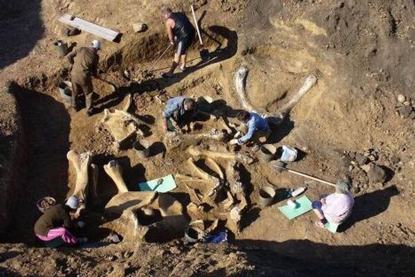 Скелет ископаемого слона восстановлен в Ставрополье 