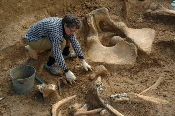 Скелет ископаемого слона восстановлен в Ставрополье