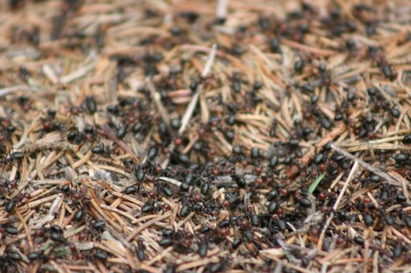 Нашествие сумасшедших муравьев угрожает США