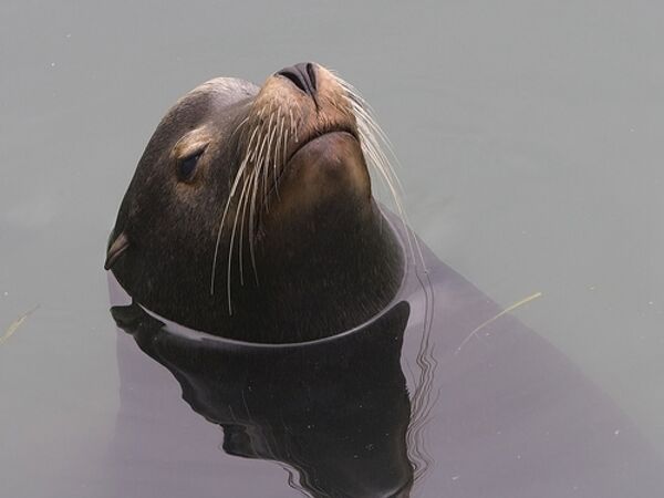 Морской лев в Нюрнбергском зоопарке умер в разгар брачного сезона