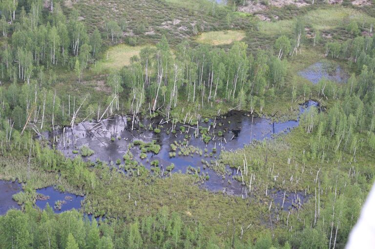 Тайга в районе падения Тунгусского метеорита