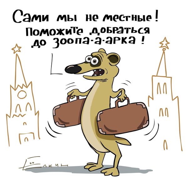 Сурикаты в Москве