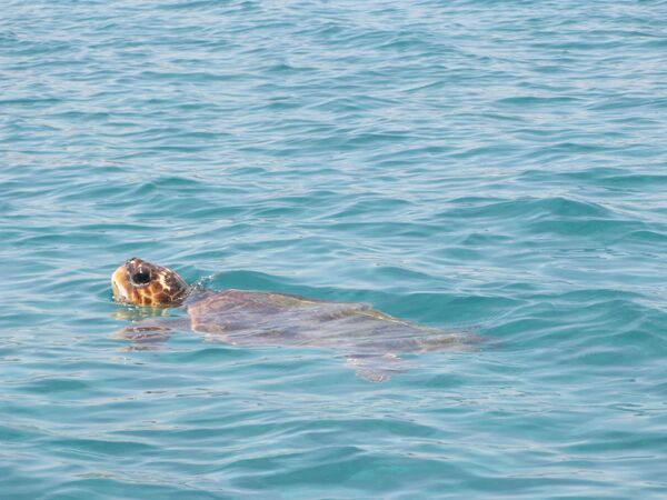 Морская черепаха Caretta Caretta.
