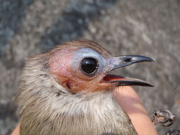 Гололицый бюльбюль – первая в истории певчая птица без перьев на голове, найденная в Азии