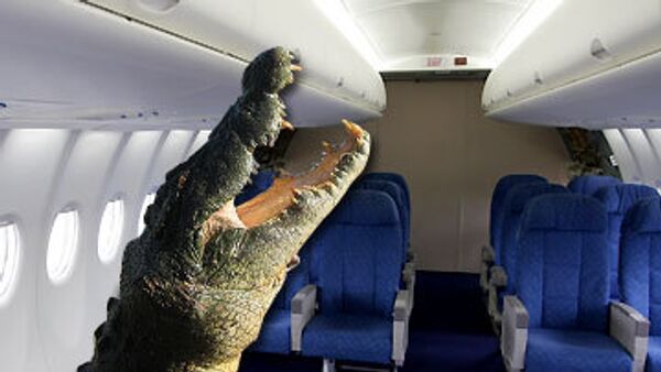 Крокодил вызвал панику на борту самолета, летевшего из ОАЭ в Египет