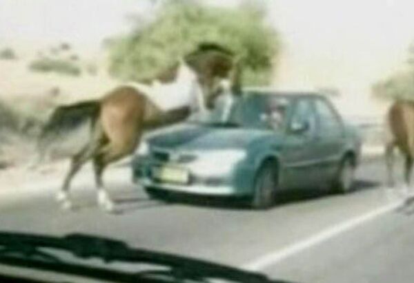 Необычное ДТП в Израиле: лошадь врезалась в автомобиль