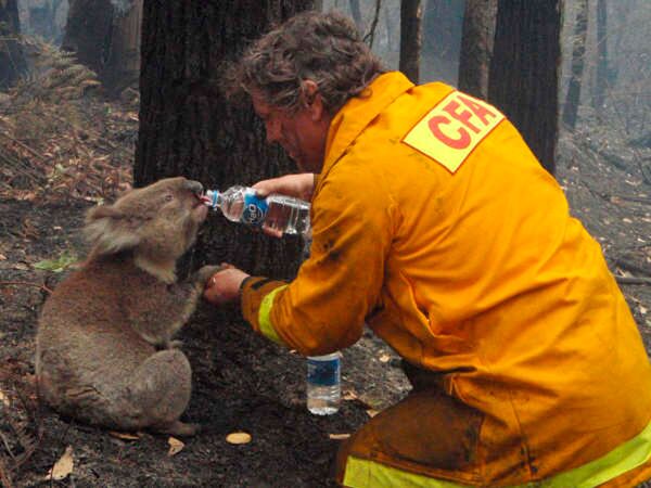 Чудом выжившая во время пожара коала умерла на операционном столе