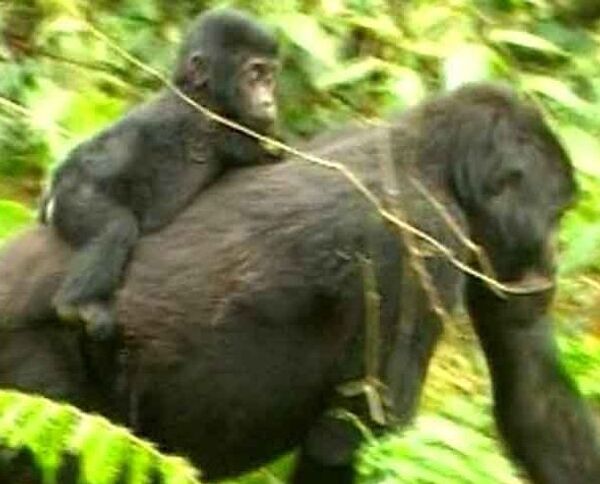Экотуризм в Уганде: и гориллы целы, и туристы довольны