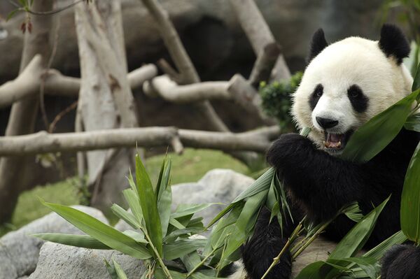Две панды в зоопарке Гонконга отпраздновали день рождения