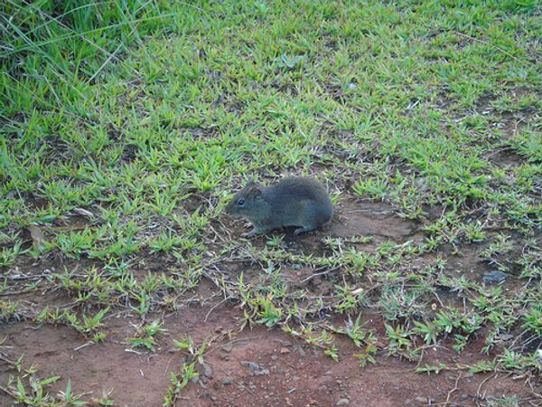 Би-Би-Си в Папуа-Новой Гвинее обнаружила почти метровую крысу