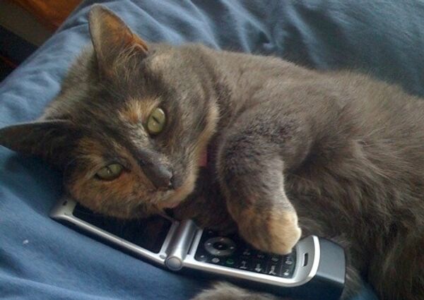 Кошка, телефон