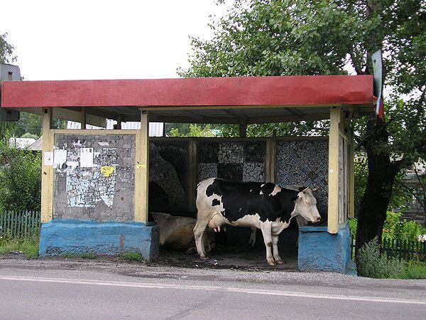 Корова на автобусной остановке на Кузбассе
