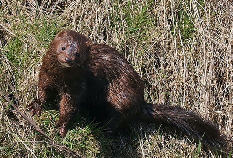 Норка Норка