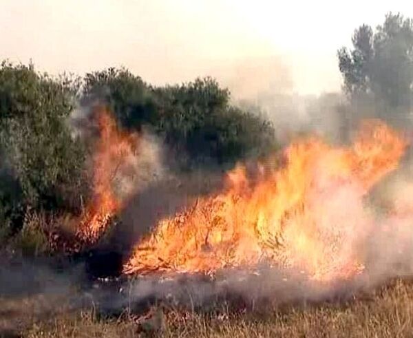 Лесные пожары в Греции уничтожили оливковые рощи