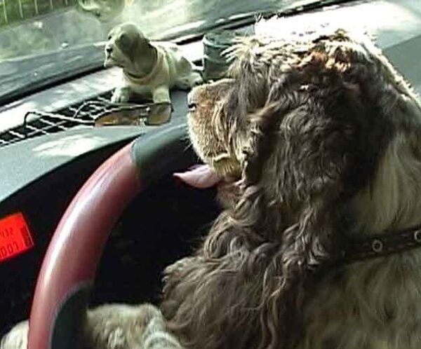 Российская собака водит автомобиль